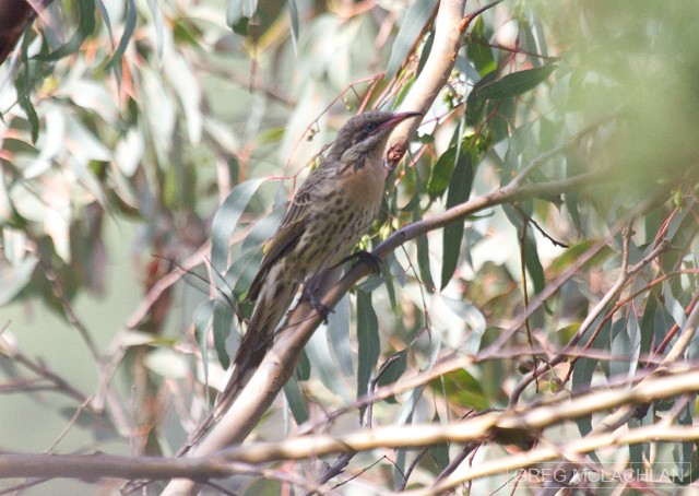 Spiny-cheeked Honeyeater - ML55159071