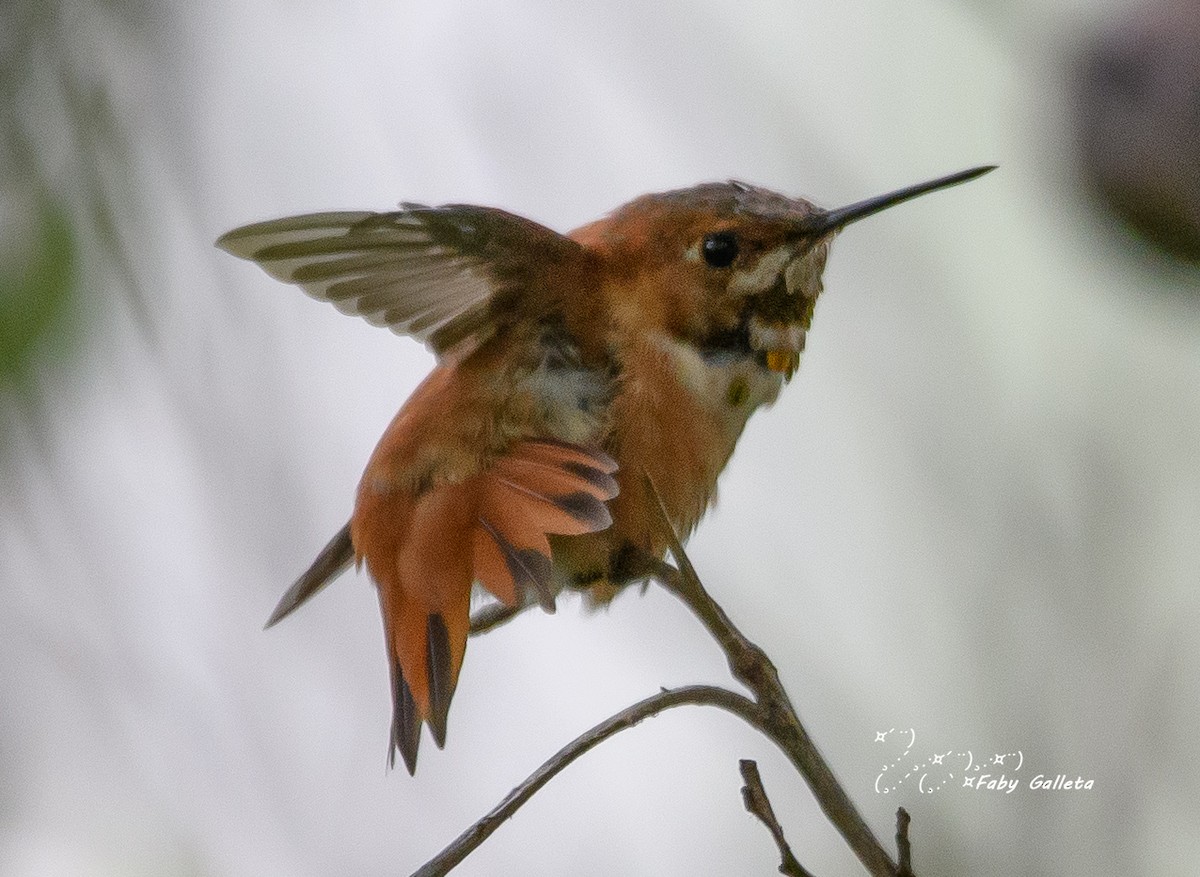 Rufous Hummingbird - ML551590891