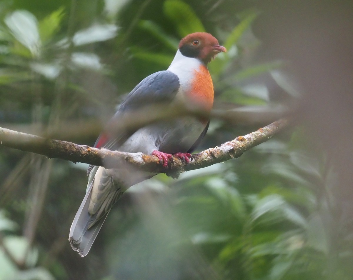 Flame-breasted Fruit-Dove - ML551590971