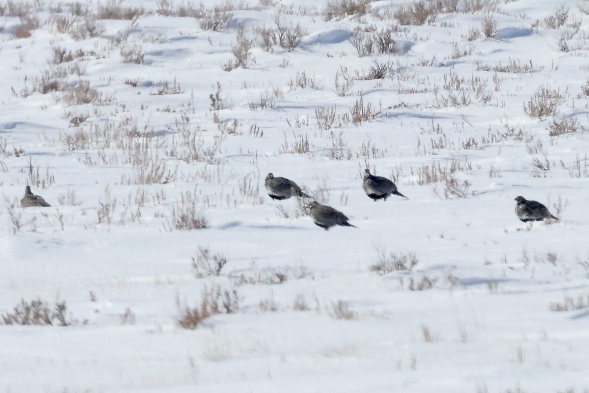 Greater Sage-Grouse - ML551591501