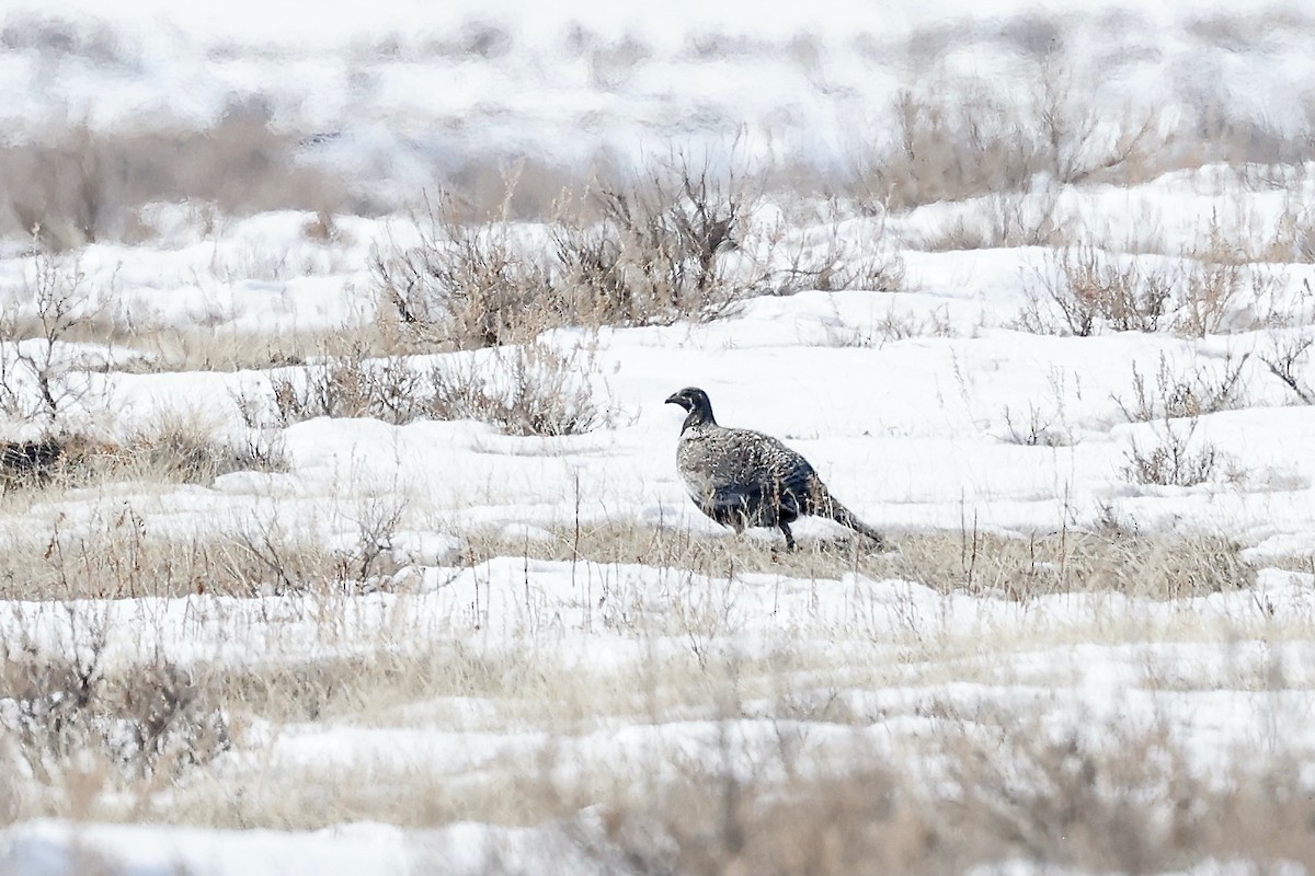 Greater Sage-Grouse - ML551591521