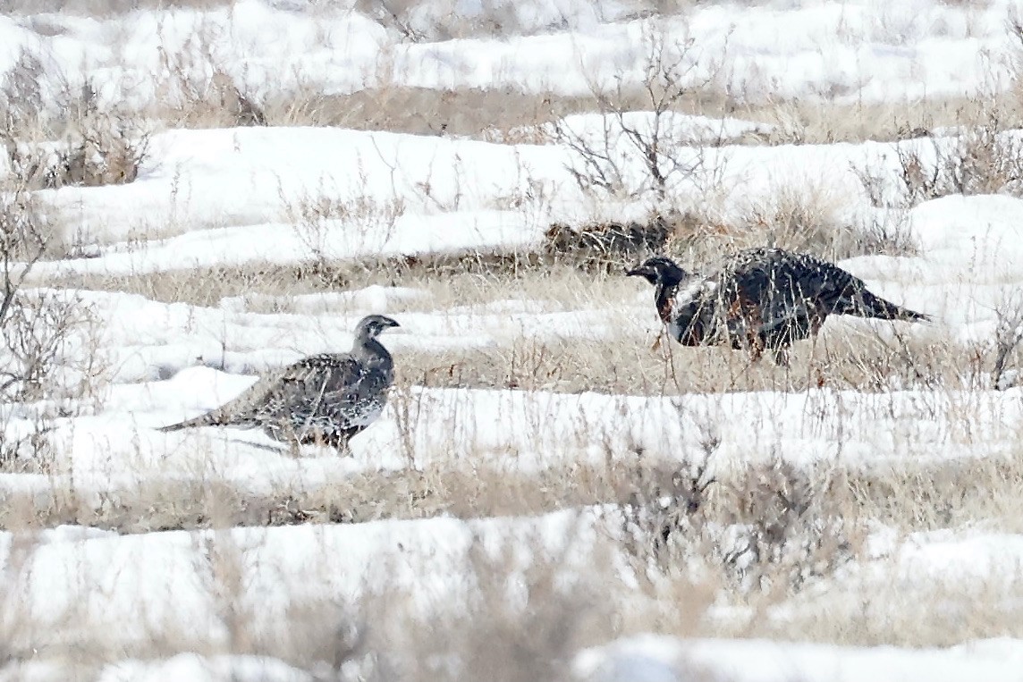 Greater Sage-Grouse - ML551591531