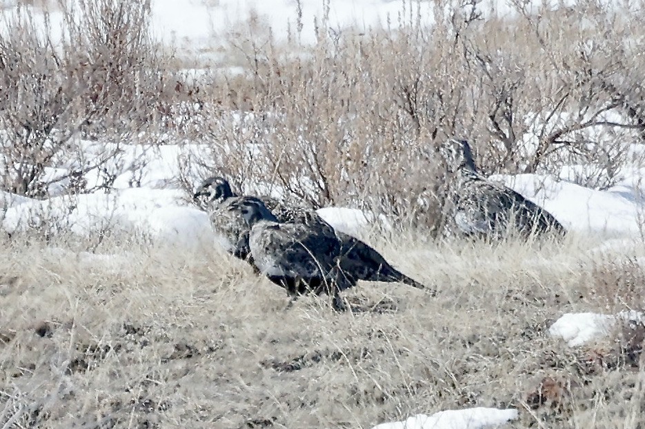 Greater Sage-Grouse - ML551591541