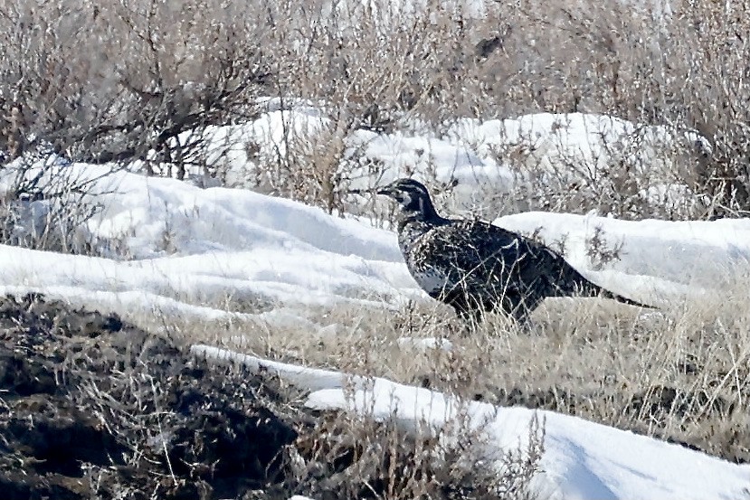 Greater Sage-Grouse - ML551591551