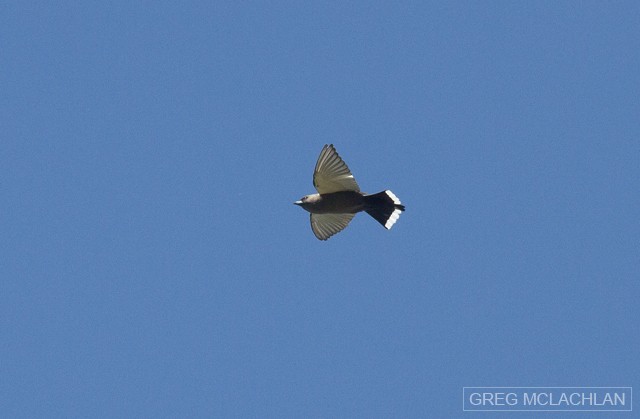 Dusky Woodswallow - ML55159181