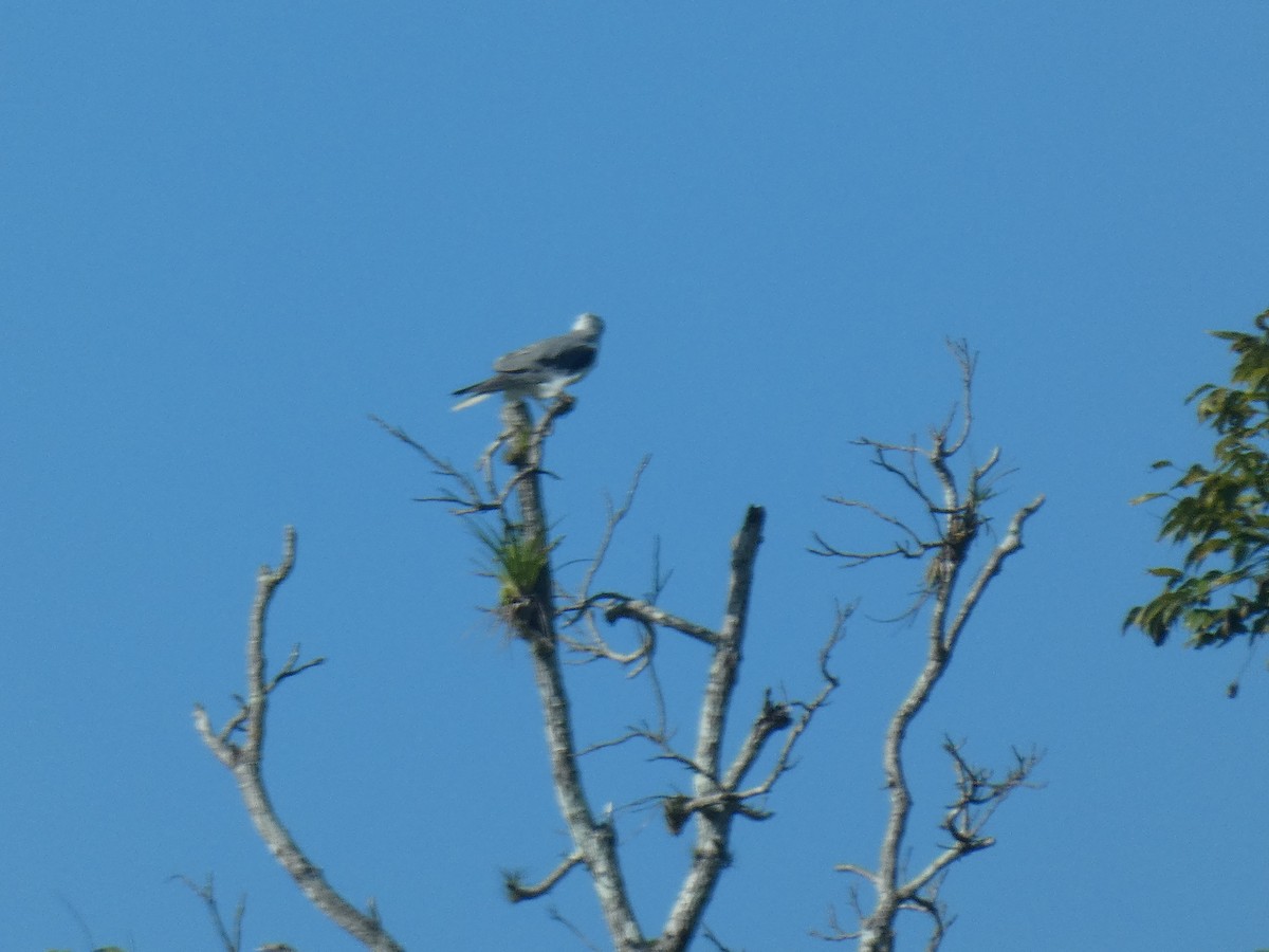 White-tailed Kite - ML551593941