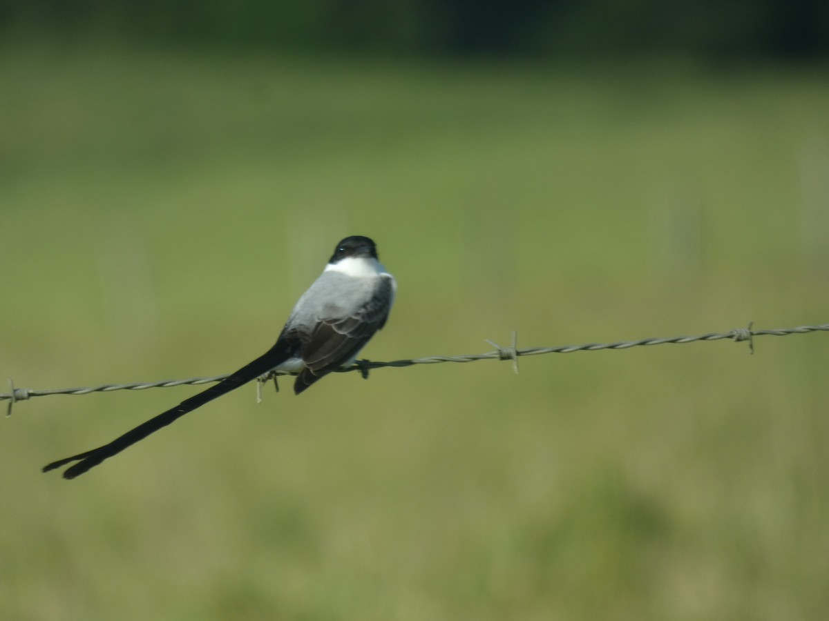 Fork-tailed Flycatcher - ML551594011