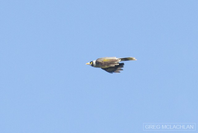 Noisy Miner - ML55159521