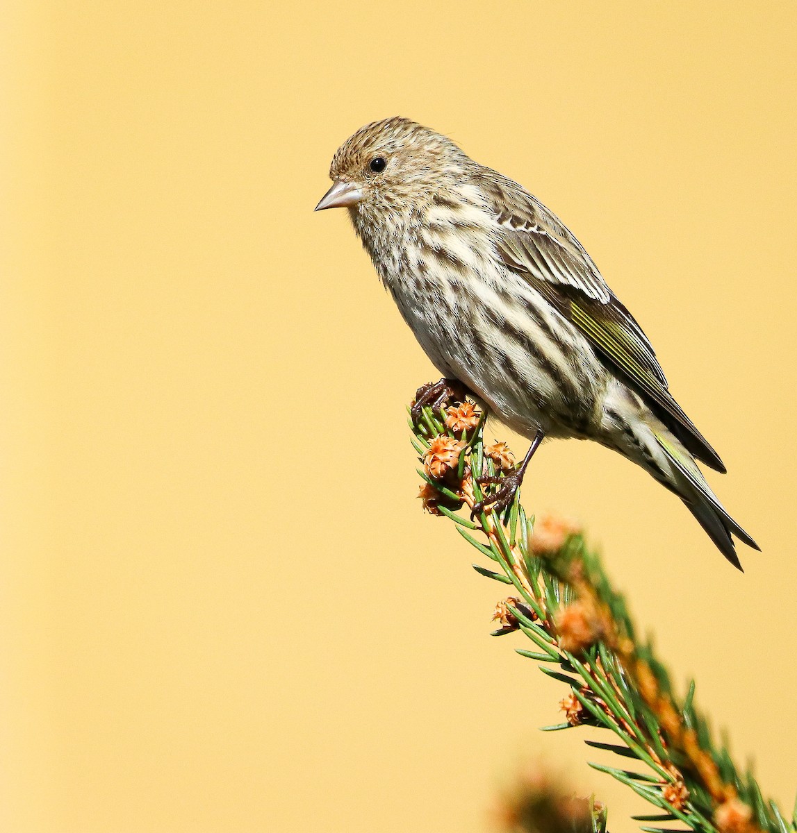 Pine Siskin - ML551595281