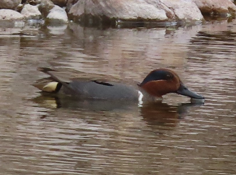 Green-winged Teal - ML551595471