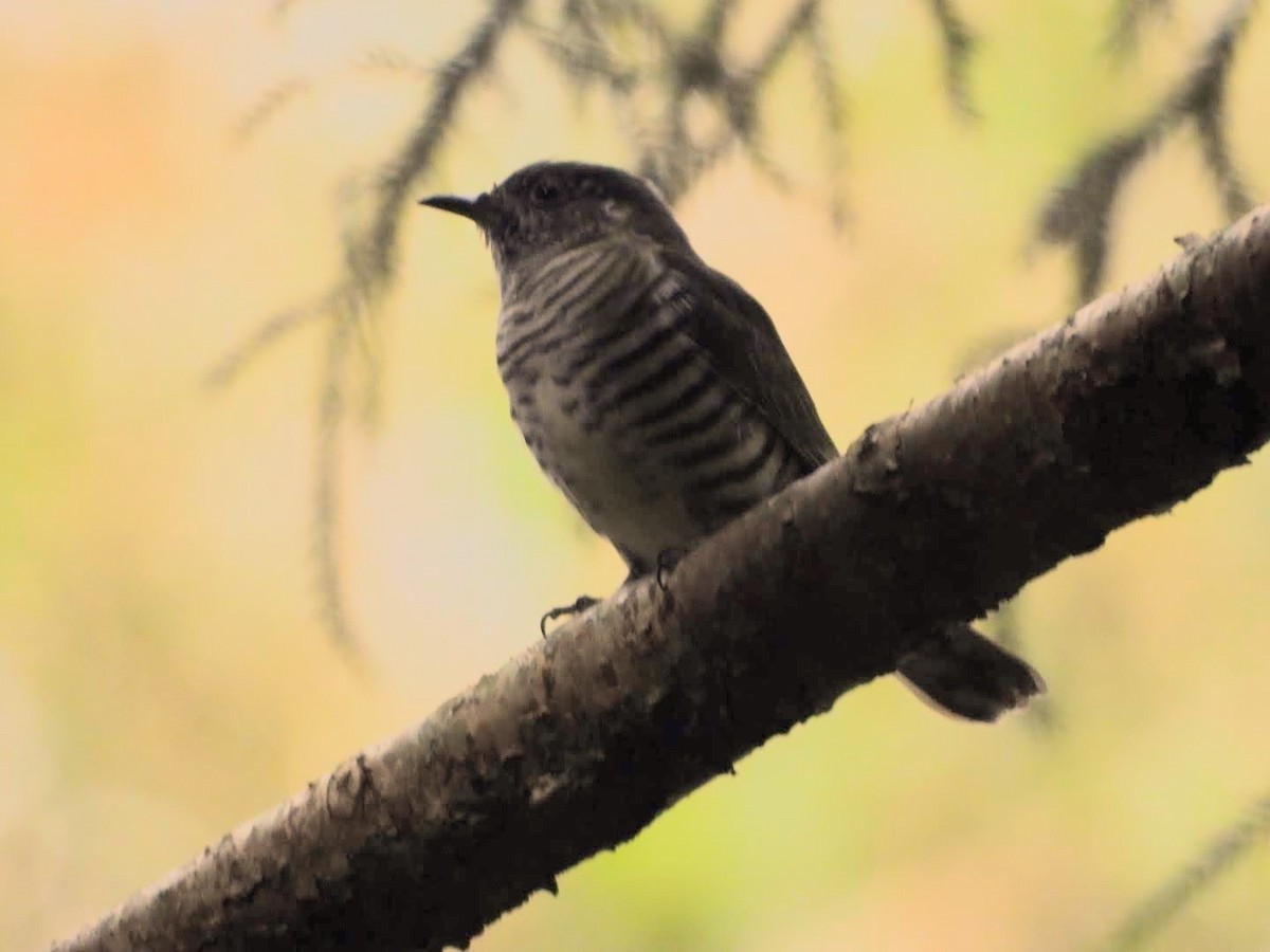 Shining Bronze-Cuckoo - ML551595861