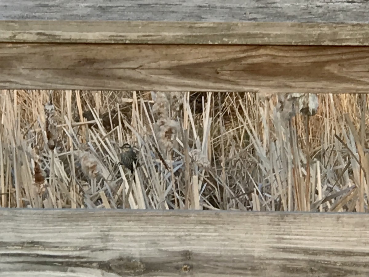 Song Sparrow - ML551596261