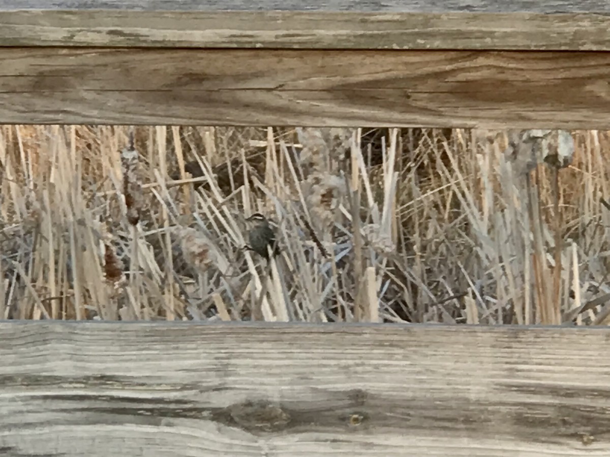 Song Sparrow - ML551596271
