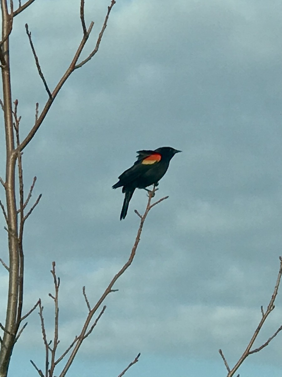 Red-winged Blackbird - ML551596301