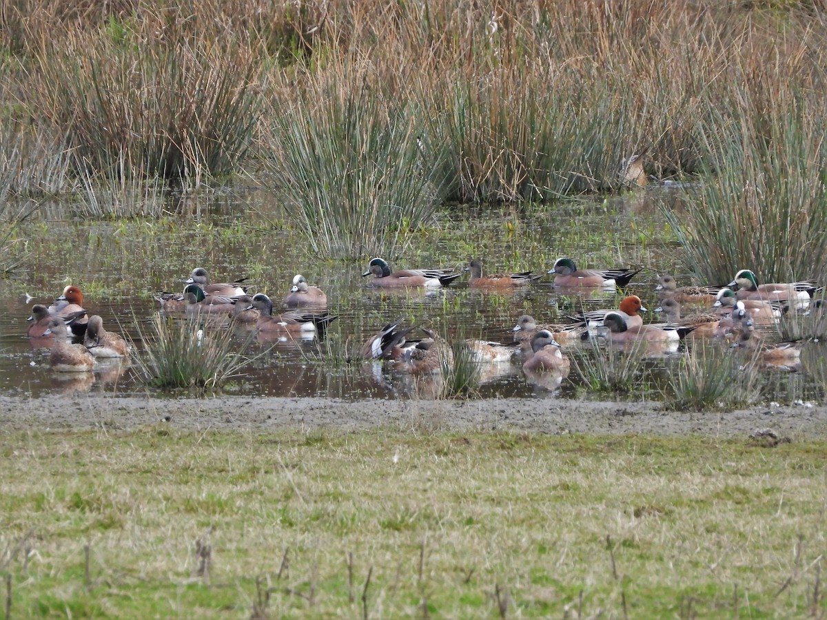 Eurasian Wigeon - ML551596421