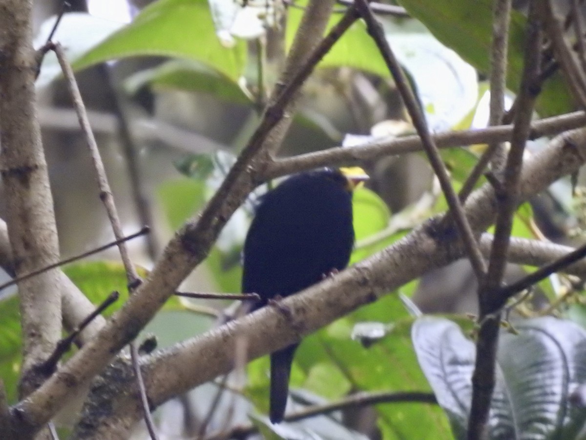 Golden-winged Manakin - ML551597321