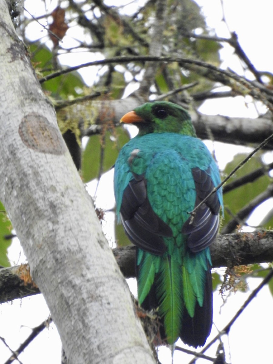 Quetzal Cabecidorado - ML551597401