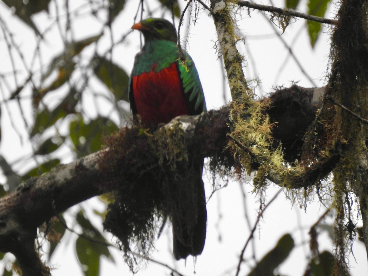 Golden-headed Quetzal - ML551597411