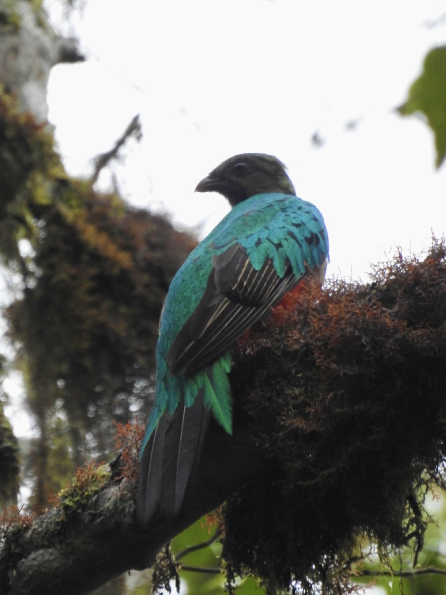 Golden-headed Quetzal - ML551597421