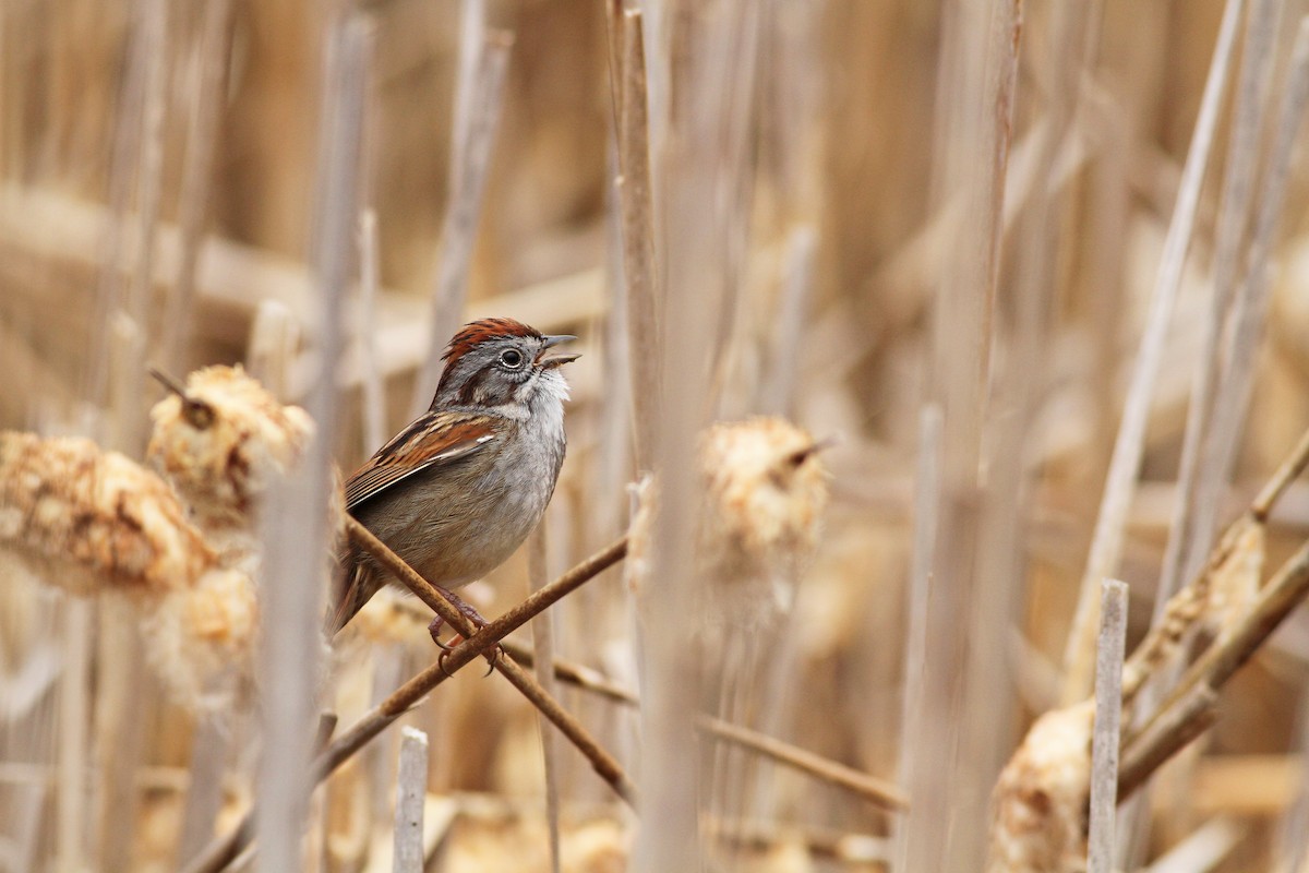 Swamp Sparrow - Evan Lipton