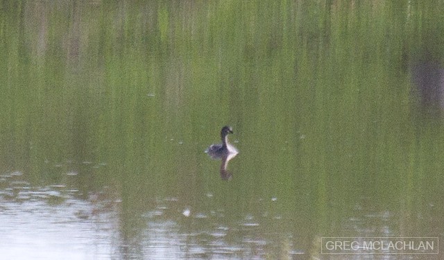 Australasian Grebe - ML55159821