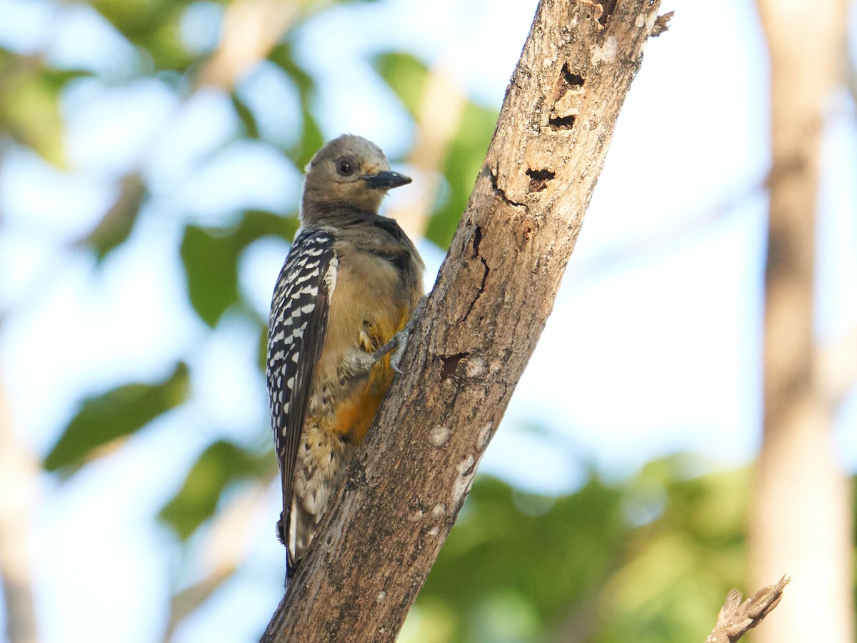 Hoffmann's Woodpecker - ML551599371