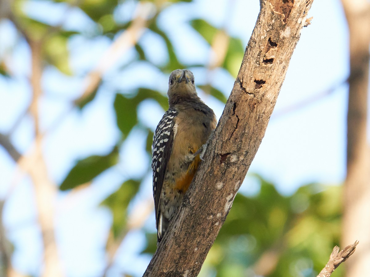 Hoffmann's Woodpecker - ML551599381