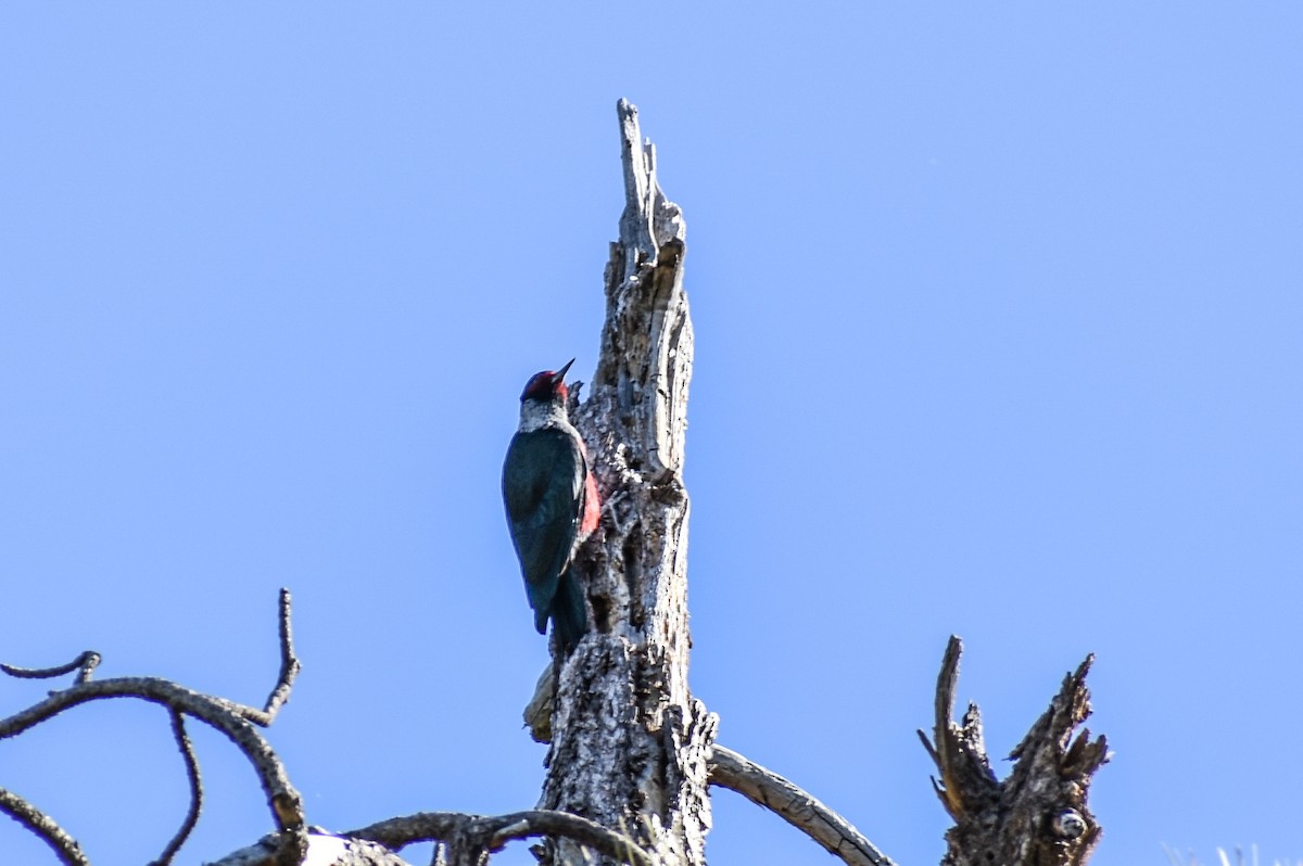 Lewis's Woodpecker - ML55160081