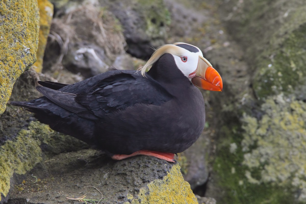 Tufted Puffin - Scott Carpenter
