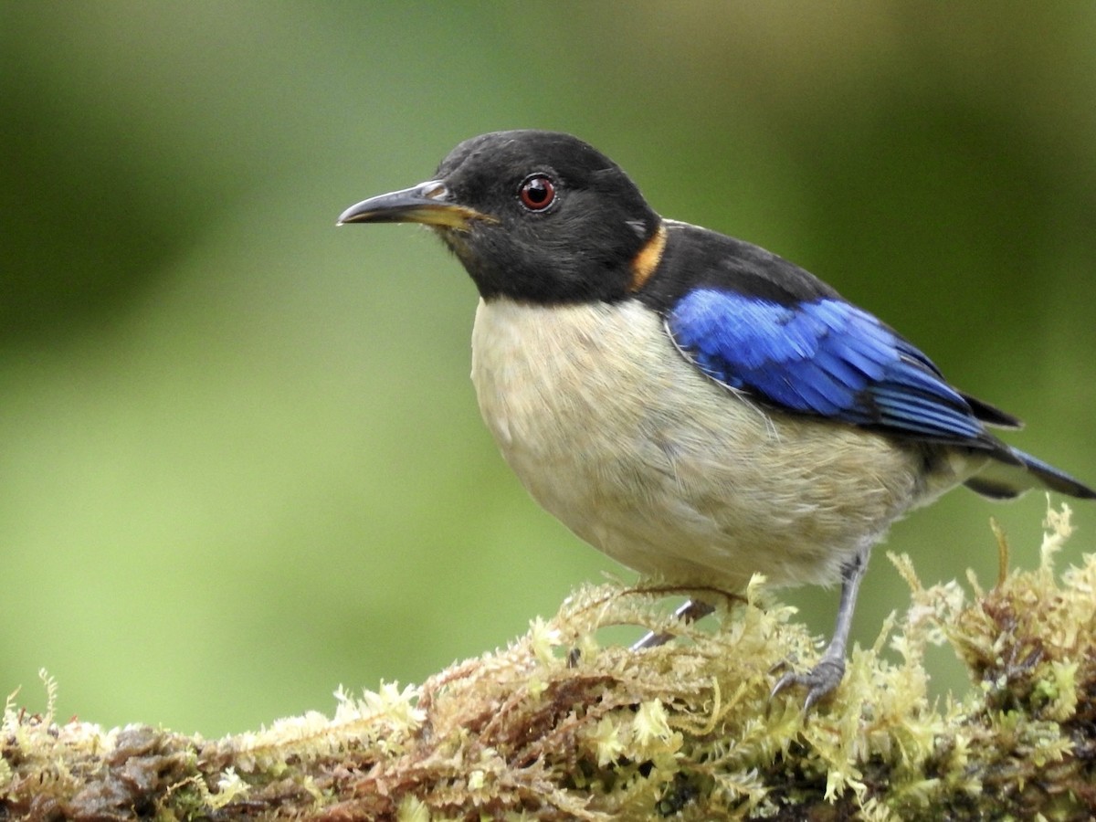 Golden-collared Honeycreeper - Frank Fabbro