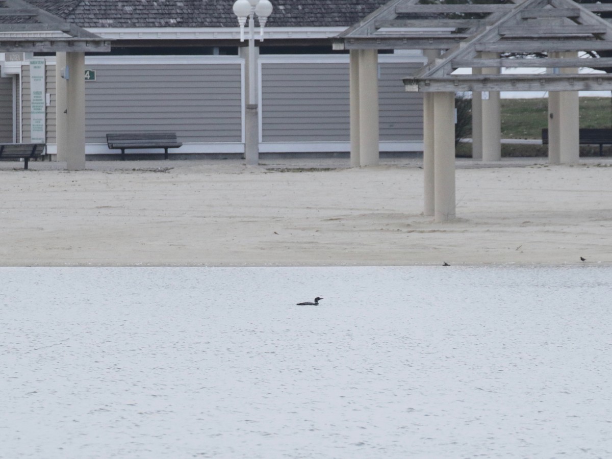 Common Loon - ML551603081