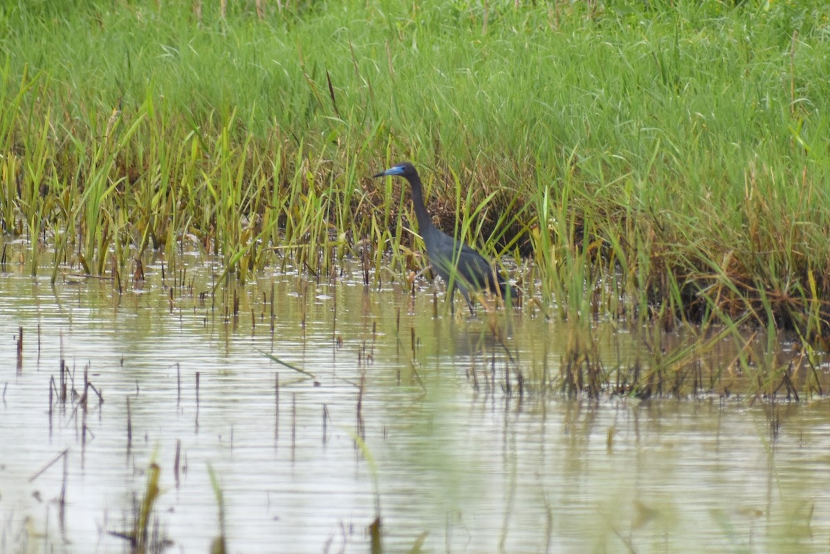 Little Blue Heron - ML551603411