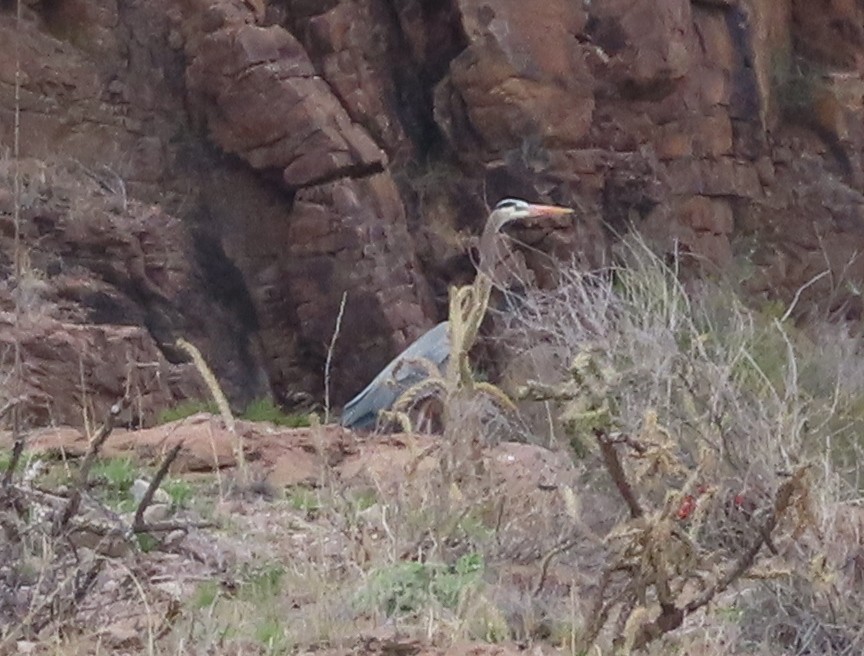 Garza Azulada - ML551603651