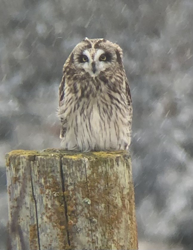 Short-eared Owl - Martin Renner