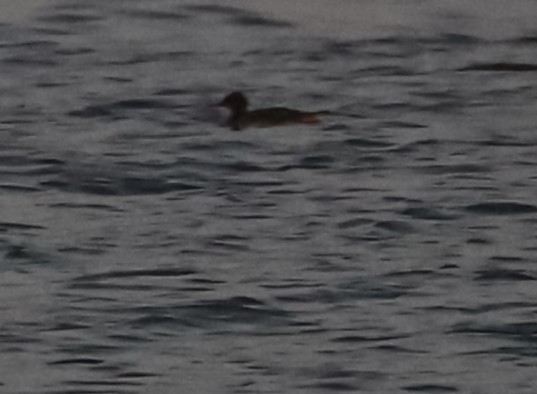 Red-breasted Merganser - ML551603871