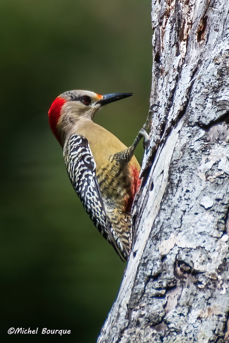 West Indian Woodpecker - ML551604071