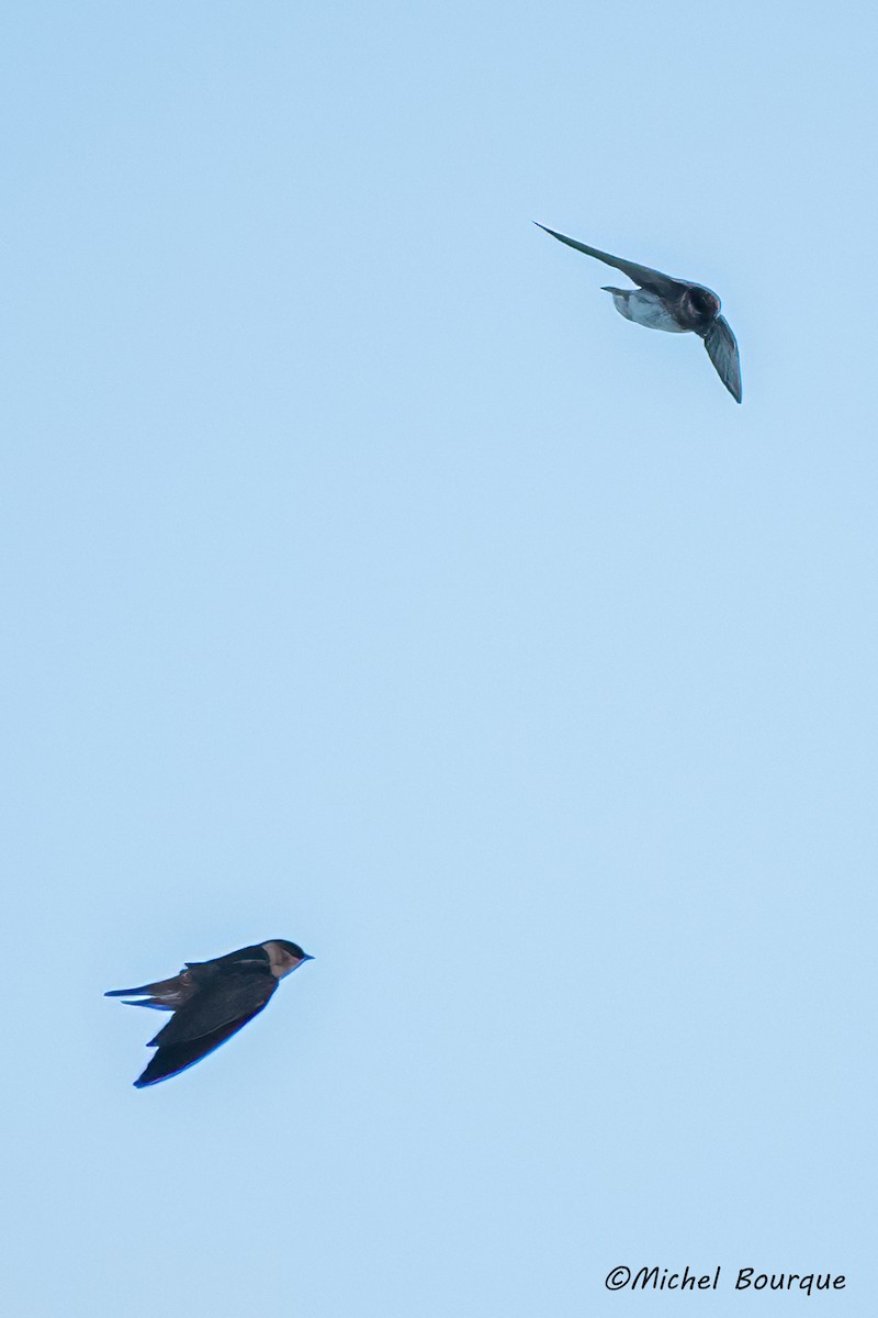 Cave Swallow - ML551604161
