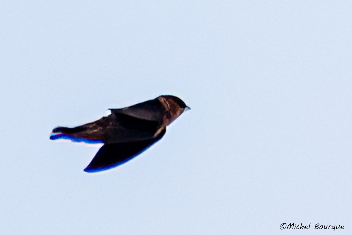 Cave Swallow - ML551604311