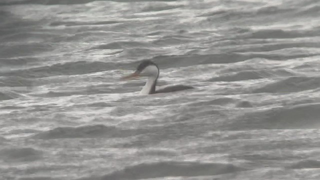 Western x Clark's Grebe (hybrid) - ML551604351