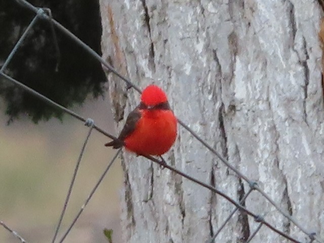 Vermilion Flycatcher - ML551604421