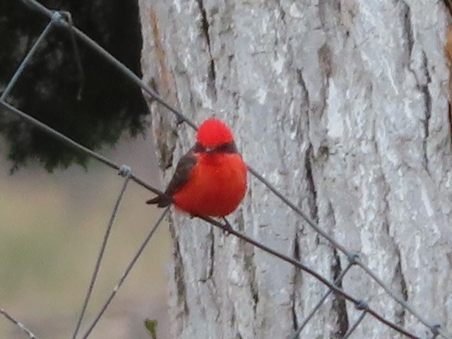 Mosquero Cardenal - ML551604421