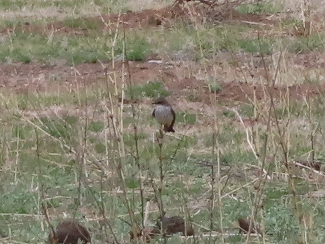 Vermilion Flycatcher - ML551604431