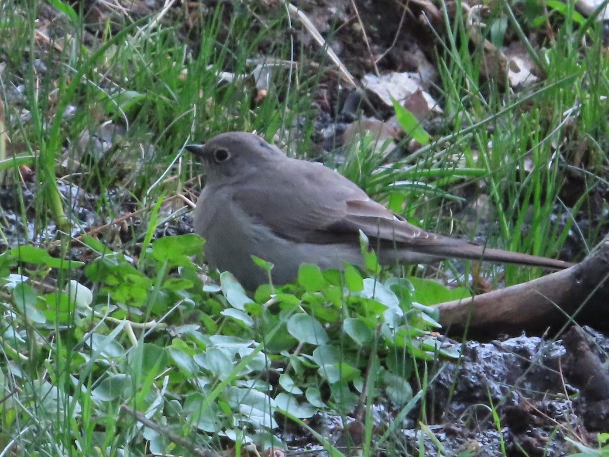 Townsend's Solitaire - ML551604691