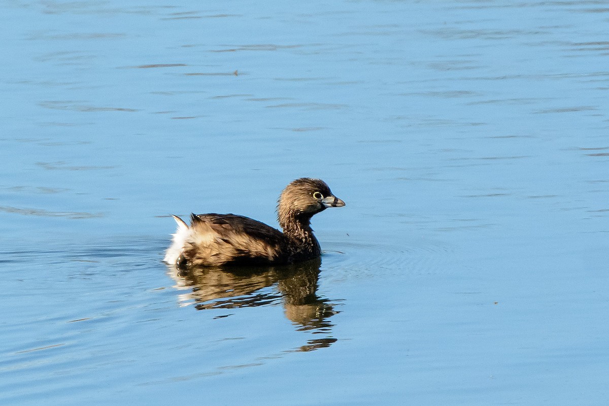 Pied-billed Grebe - ML551604751