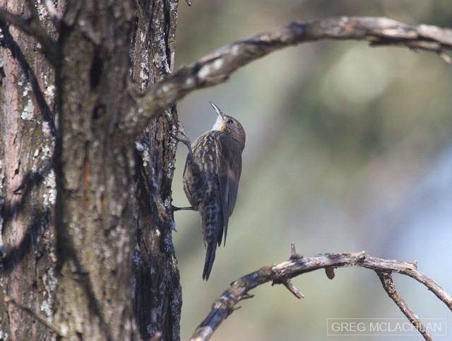 White-throated Treecreeper - ML55160521