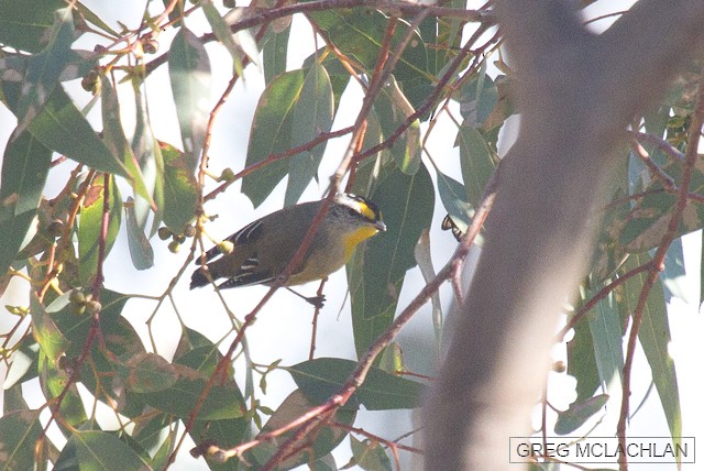 Striated Pardalote - ML55160611