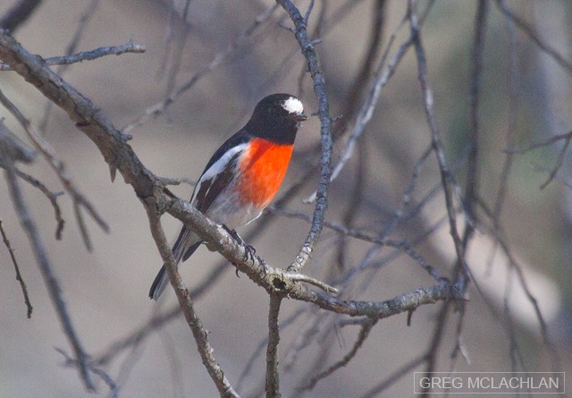 Scarlet Robin - ML55160641