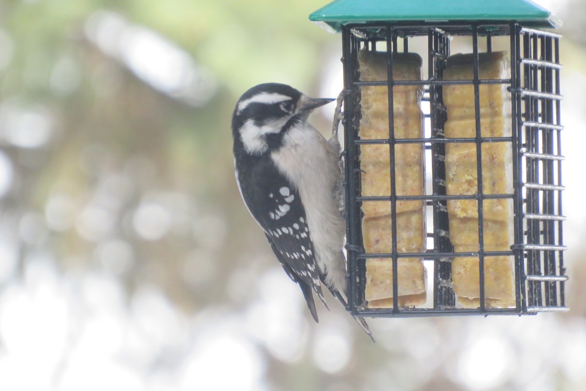 Downy Woodpecker - ML551606921