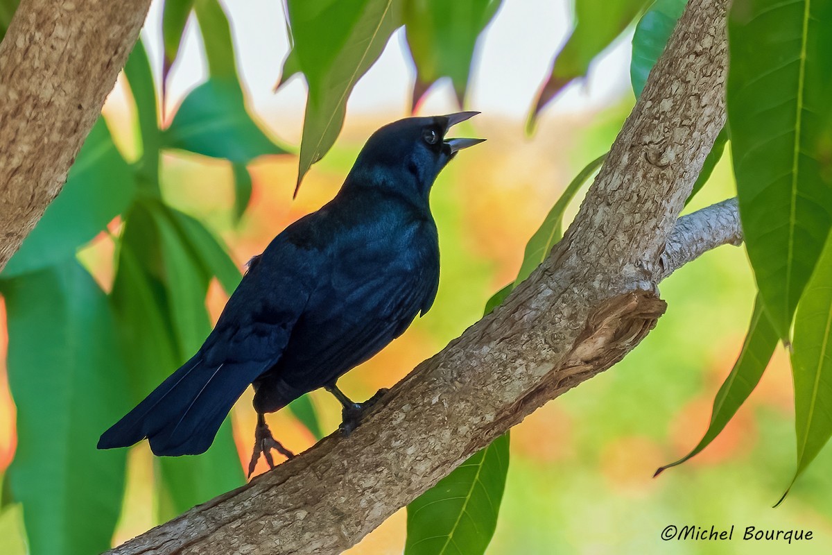 Cuban Blackbird - ML551607421