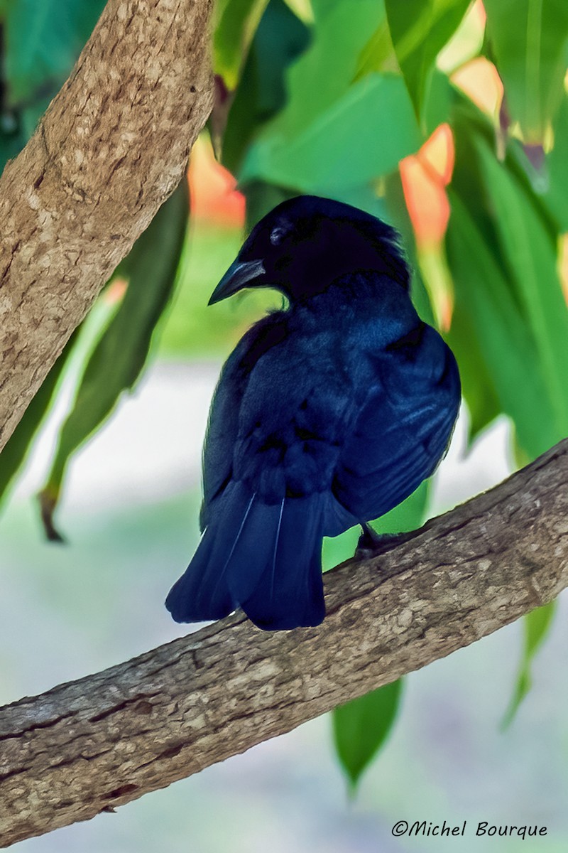 Cuban Blackbird - ML551607431